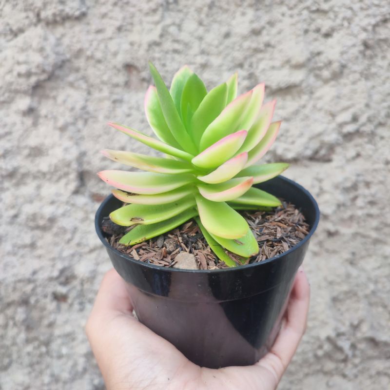 Crassula Capitella Campfire | DP 10cm | Sukulen