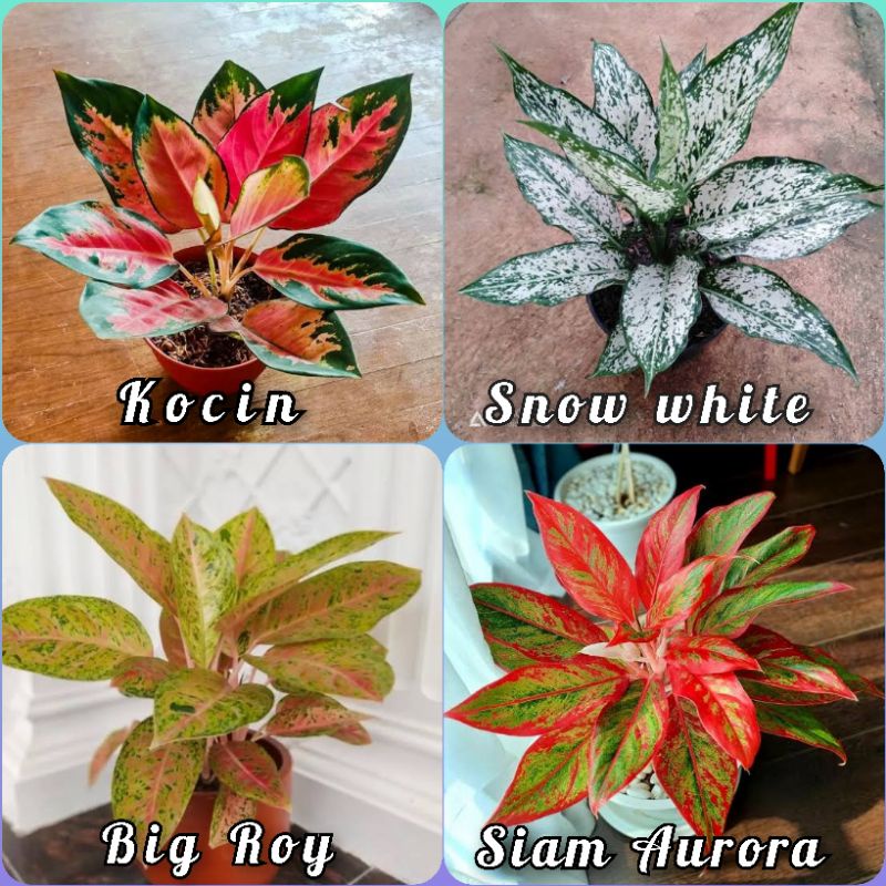 Paket termurah 4 Bunga Aglonema dewasa Red Kocin Big Roy Siam Aurora dan Snow white