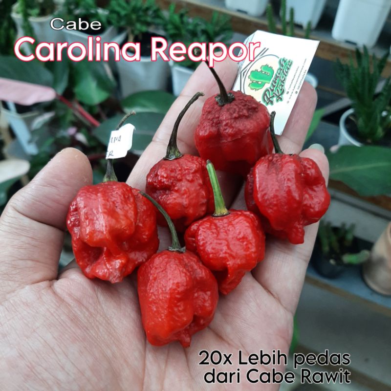 

Buah cabe Carolina Reapor cabe terpedas