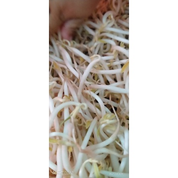 

Kecambah panjang/Tauge segar