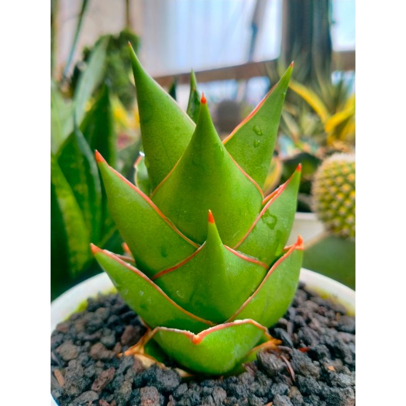 Sansevieria Pagoda Hybrid Tower / Green