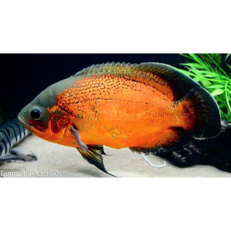 pakan 2ekor ikan oscar paris tembaga