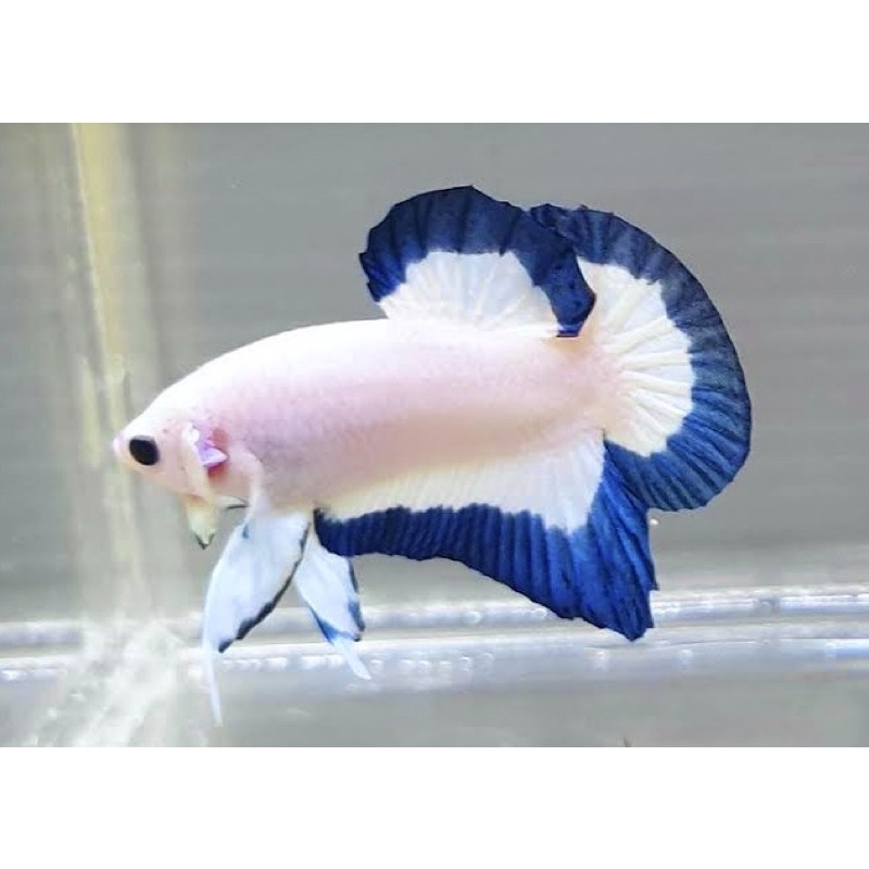 Ikan cupang Blue Rim TOP GRADE, male/female