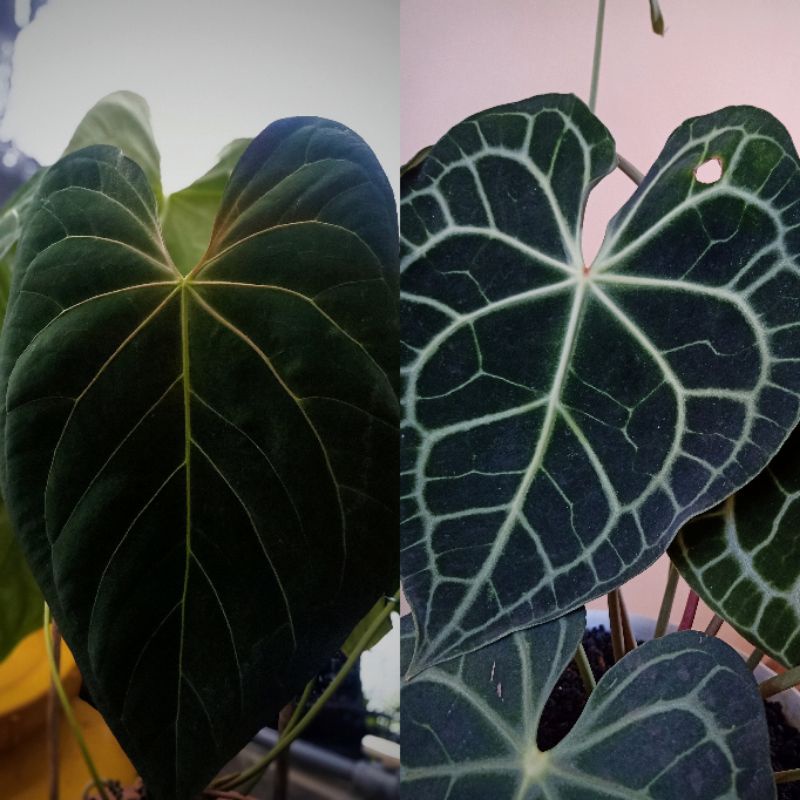 Anthurium Hybrid x Anthurium Clarinervium