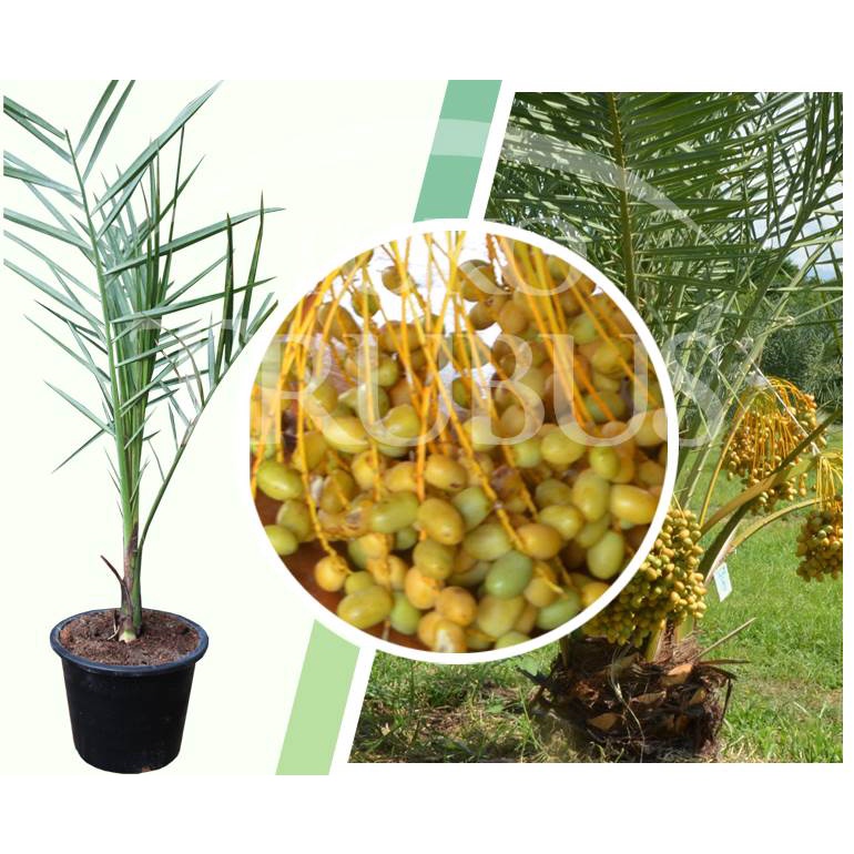 Bibit Kurma Tropis Indonesia Termurah TERLARIS