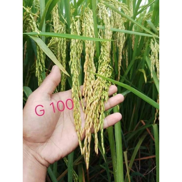Benih padi Gandaria /G100 kemasan 5 kg