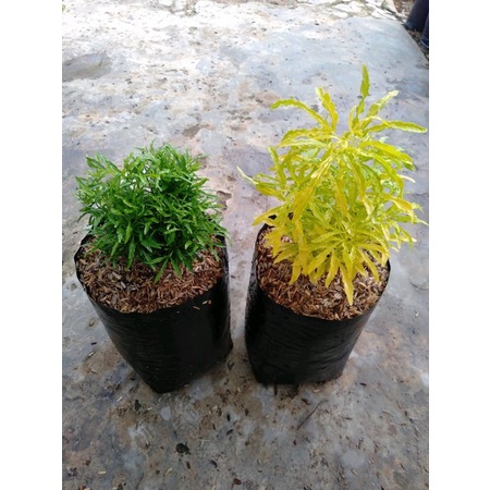 BIBIT BUNGA BROKOLI BUAT TAMAN (beli 5 gratis 1)