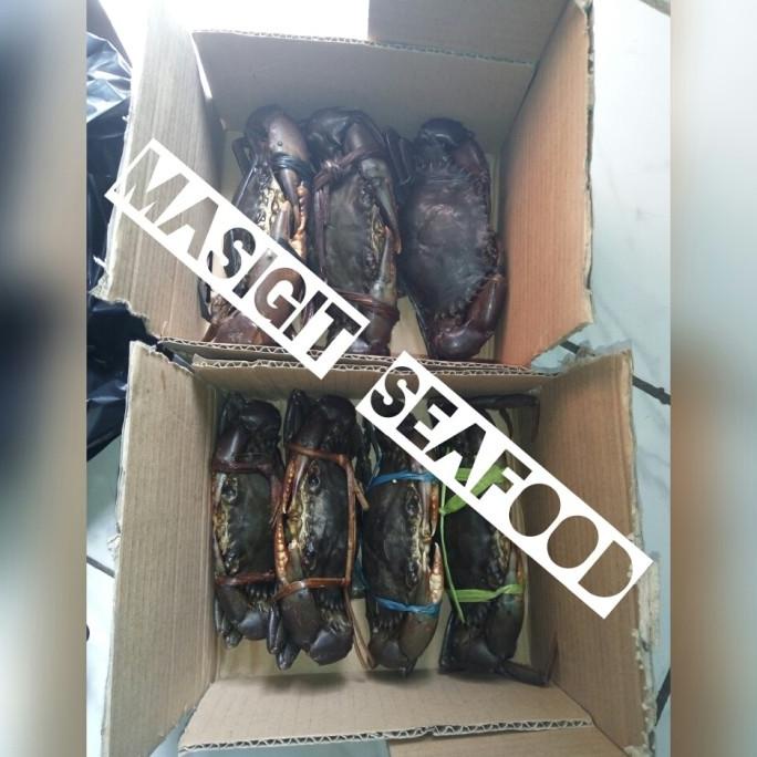 

Promo KEPITING FRESH / HIDUP ISI 3 EKOR / 300 Gram UP