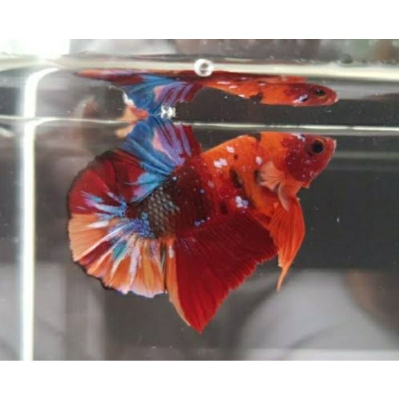 Ada juga nich Ikan Cupang galaxi koi candy emerald Nemo