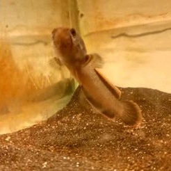 Limbata Cb Lawu 6-9 (Free pelet premium)