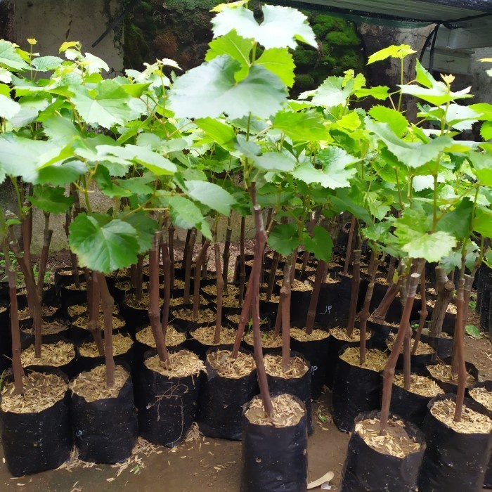 BIBIT TANAMAN BUAH ANGGUR JUPITER / ANGGUR IMPORT JUPITER