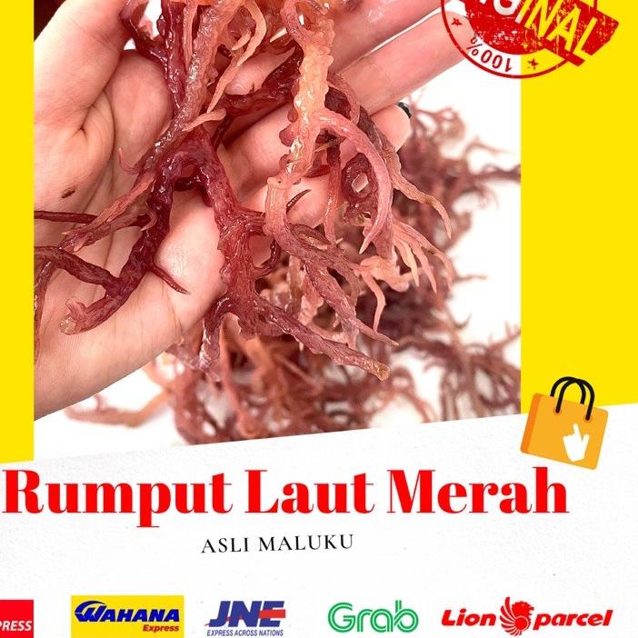 

PROMO✔️1 KG RUMPUT LAUT MERAH KERING ( Eucheuma cotoni) sea birdnest kualitas premium no 1 dijamin 100% asli