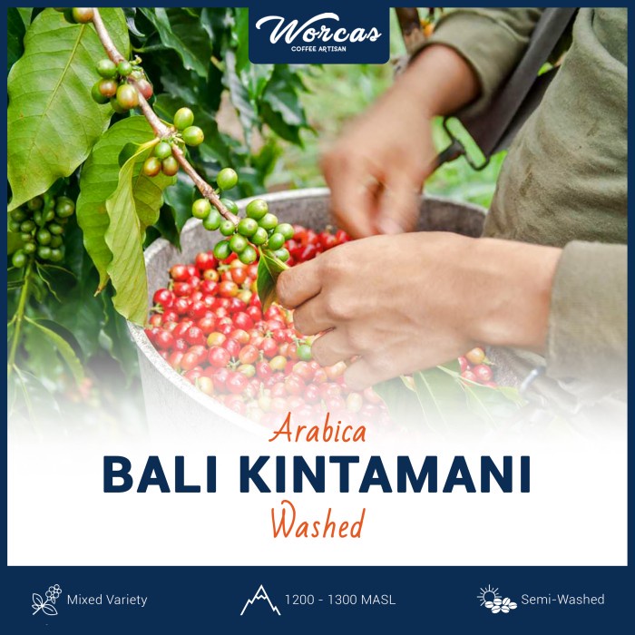 

Sale Bali Kintamani Arabica Green Bean 1Kg (Biji Kopi Mentah) /KOPI EUBE/KOPI KAPAL