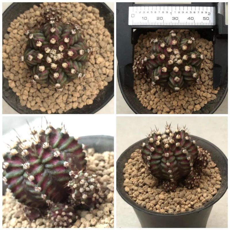 Kaktus Import Gymno T-Lux Hybrid