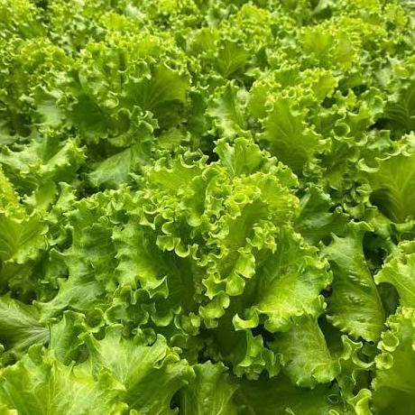 Benih Bibit Selada Keriting Anizel Naked Seed Bedjo 1 gr isi Ribuan