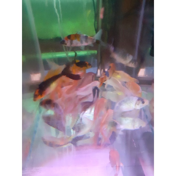 ikan koi/koi hiasan aquarium dan kolam