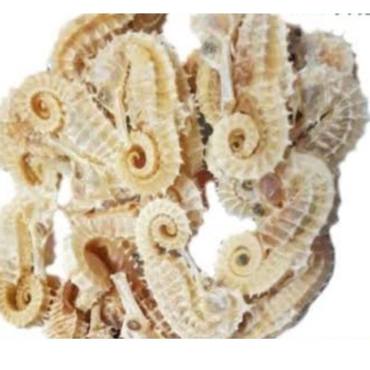 

Termurah 1 ekor 3,7g Kud4 Laut Putih / Kuda / Laut Per Ekor 3.7gram !!