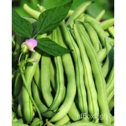 

ธWunde USAั-ม็Granul25เ-ลString Bush-ดNon-transgeneพBenih Tanpa Hijau Kacang Hijau์น-Penanaman Organ
