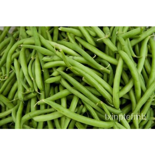 

2เBenihTenderette Gratis+500Pengirimanพ็ Kacang Hijau์/Bush42ong BushัBiji Kacang Hijau ล น1มธ ุด