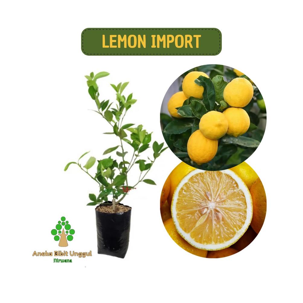 BIBIT JERUK LEMON IMPORT AMERIKA - BIBIT JERUK LEMON CALIFORNIA - BIBIT JERUK LEMON Non COD