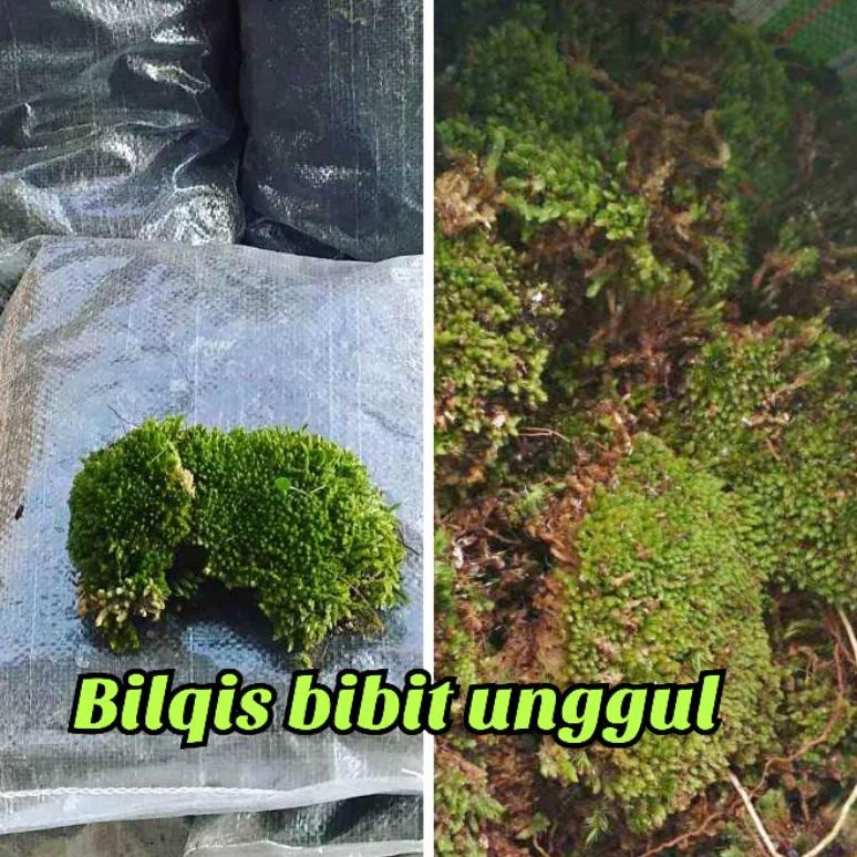 media tanam aglonema lumut hutan Non COD