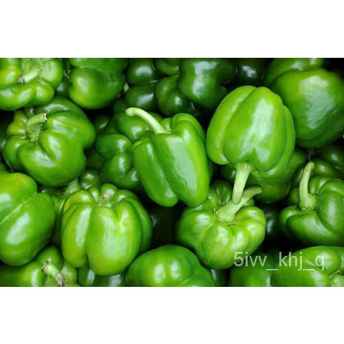 

PusakaลดุCaliforniaม ธTMR เPeningkatan Non-transgene ์พWONDERั300 ็Variasi Mericaน Benih 3DBC