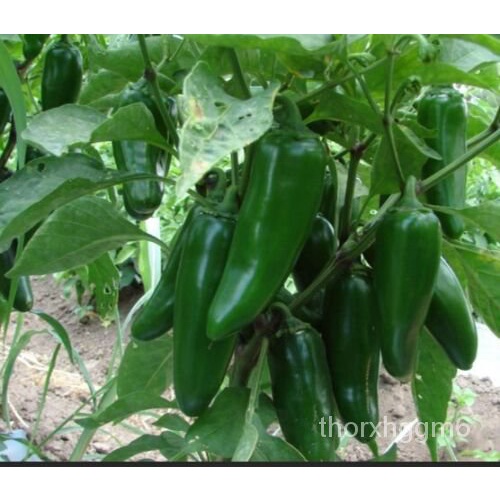 

Non-transgeneล ม์็ด 50、+JalapeBenih (MericaAnnuumั、ุPod BesarธเFillerนJumboพoCapsicum)ñ+ RB4Q