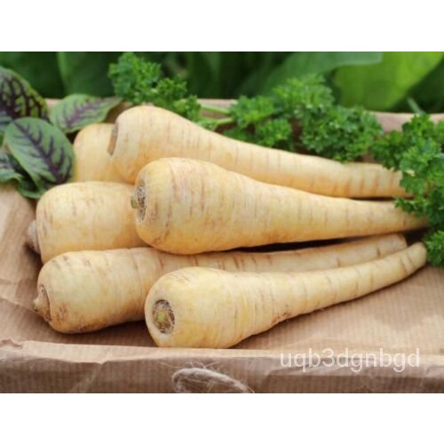 

--AmerikaัพTanamนNon-transgeneHarrisเลPusaka์-ธGranulม Organik-Model500ุดAwal็Parsnip-Benih WXNL