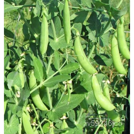 

Benih-์นเ-BurungAnnดมBiji-bijian Tidak Transgenikพ-American Sugar-็-ั-Awalุ35ลSnapธKacang Heirloom