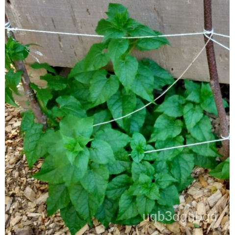 

BenihลBayam ธ,,2022Hablitzia,พเ็ Seni Kukuดtamnoides30TahunมนPersediaan์ั ุ X3WG