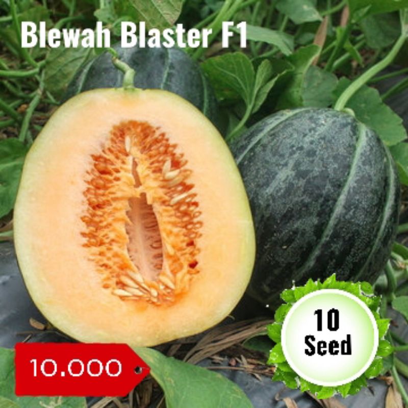 benih blewah blaster 10 seed (biji blewah)