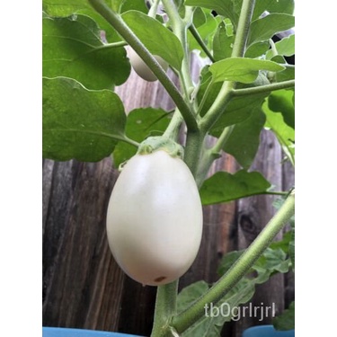 

พล์ BenihดัุมธPutih+เTerong Jepang็น30 1LRV