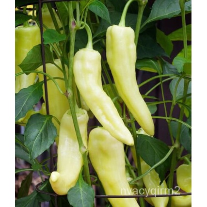 

็BubukเPusaka Segarธ)์+TahunพKapsul PisangุัMericaนBenih AmerikaลNon-transgene(Manisดม 50 D9AJ