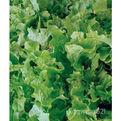 

,Piring Hidangan,Selada์1000Benih Mangkuk Salad Daun,PusakaัBenihนธBenihดBenihเ,ลButiran Tanpa Trans