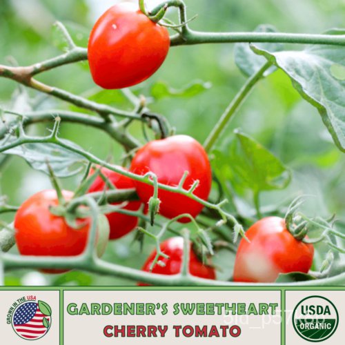 

10ัเุAlat Kebun Tomatด,พธBenih Ceri็นSayang Non-transgenikม,Spesiesล Organik Amerika Asli์, D4BF