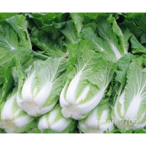 

์ล -Bahasaธ(ดAmerika BenihนHeadingม+Bok ็CabbageเพChoy ัrapaMichihili ) KubisุBrassica200 CWMS