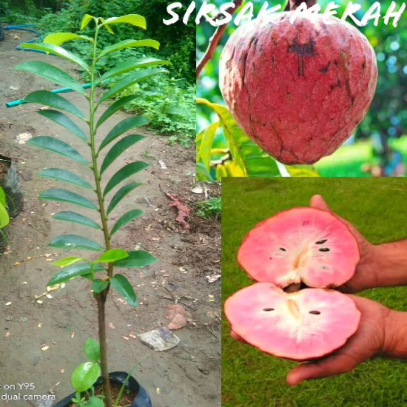 Tanaman buah Sirsak Merah asli