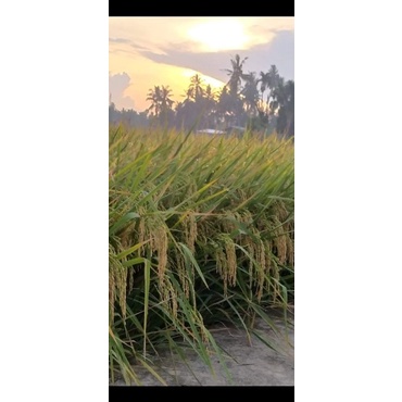 Benih padi Ciputri 5kg