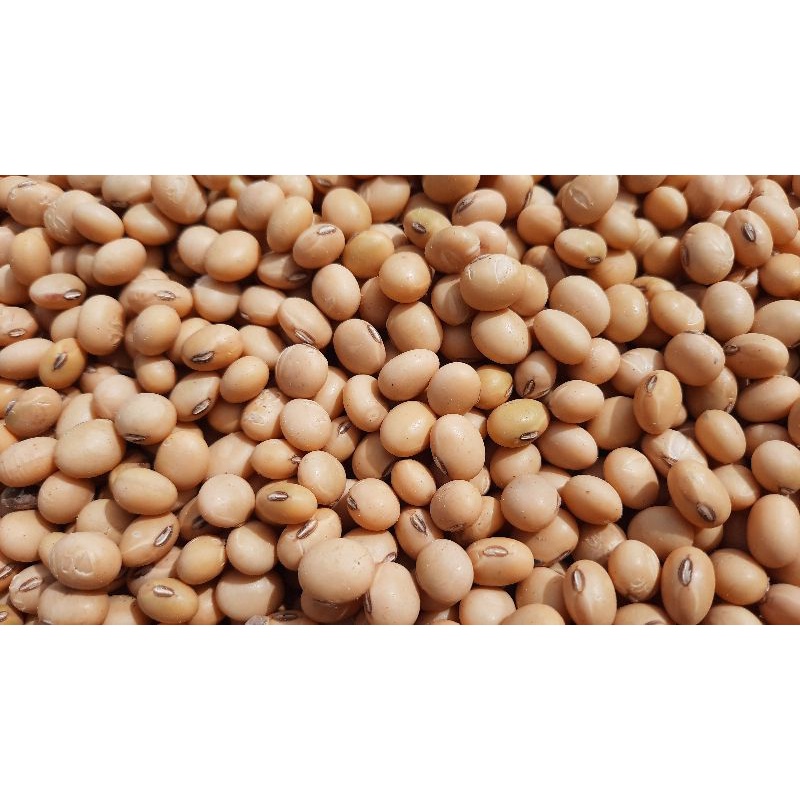 Kedelai Lokal Non GMO