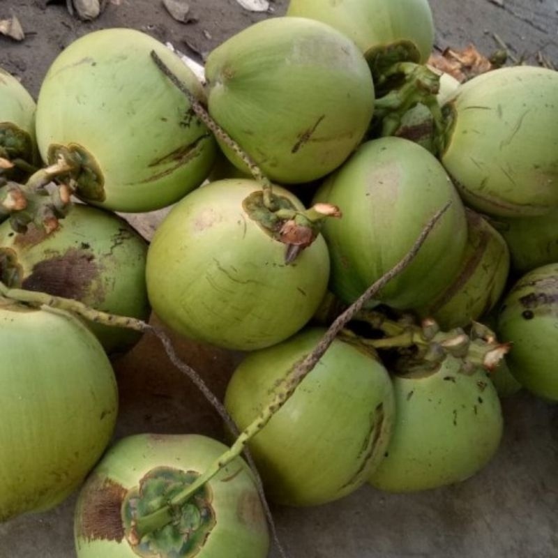 

[PALEMBANG] KELAPA KELAPO MUDA DOGAN SEGAR 1 BUAH - SAYUR BUAH IKAN SEGAR ONLINE PRETTY OLSHOP PALEMBANG