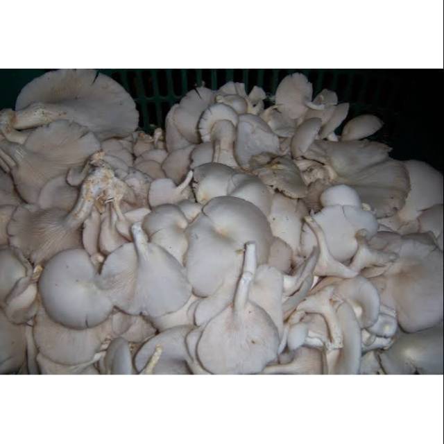 

[PALEMBANG] JAMUR TIRAM 250 GRAM - SAYUR BUAH IKAN SEGAR ONLINE PRETTY OLSHOP PALEMBANG