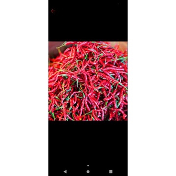 

cabai merah