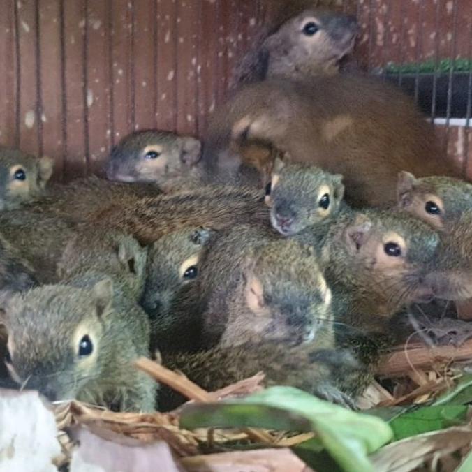 New Bajing Kelapa Bk Limited Edition