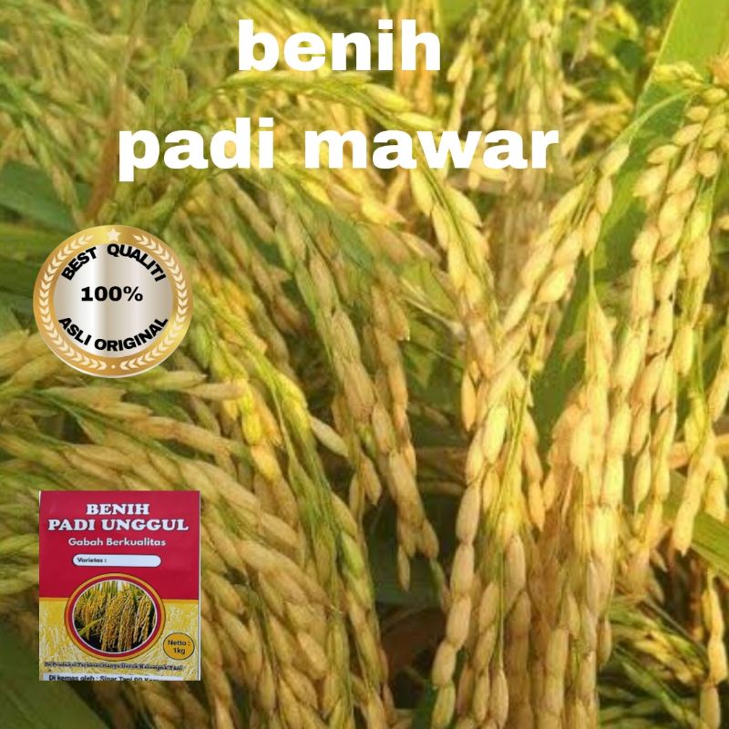 BENIH PADI MAWAR KUALITAS UNGGUL 1kg