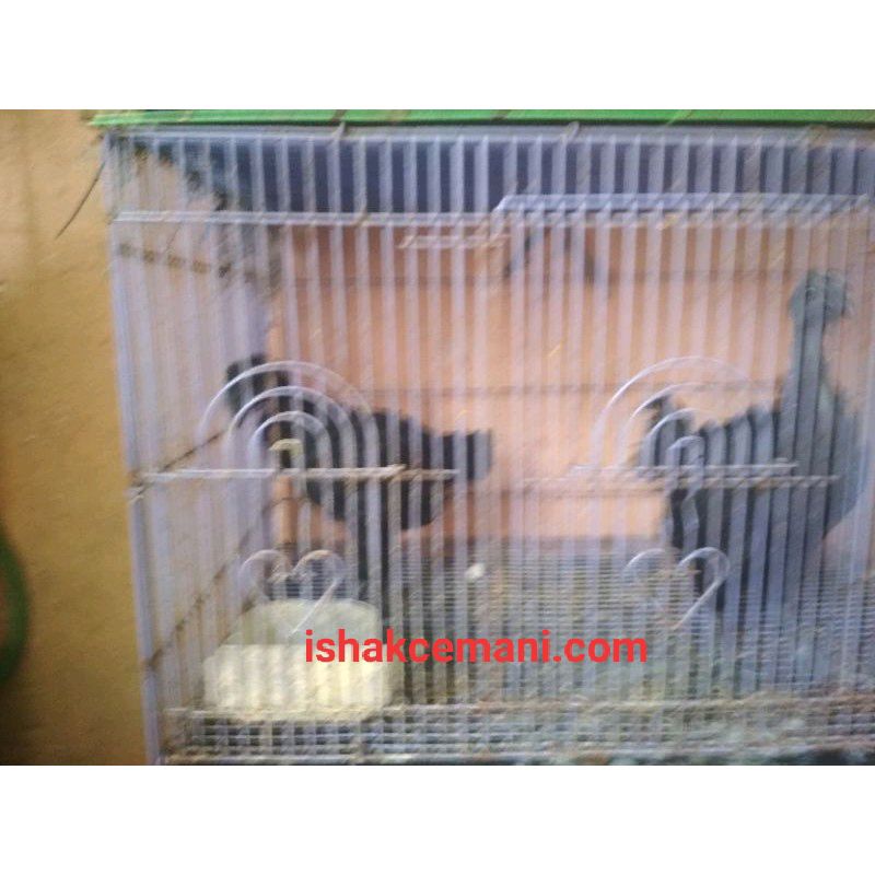 Super Obral Ayam Cemani Borongan Reseller  Wajih Baca Diskripsi