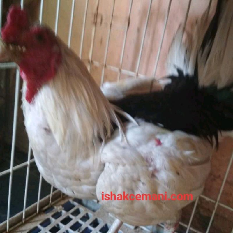 Ayam Tulak Jantan Dewasa  Wajib Baca Diskripsi