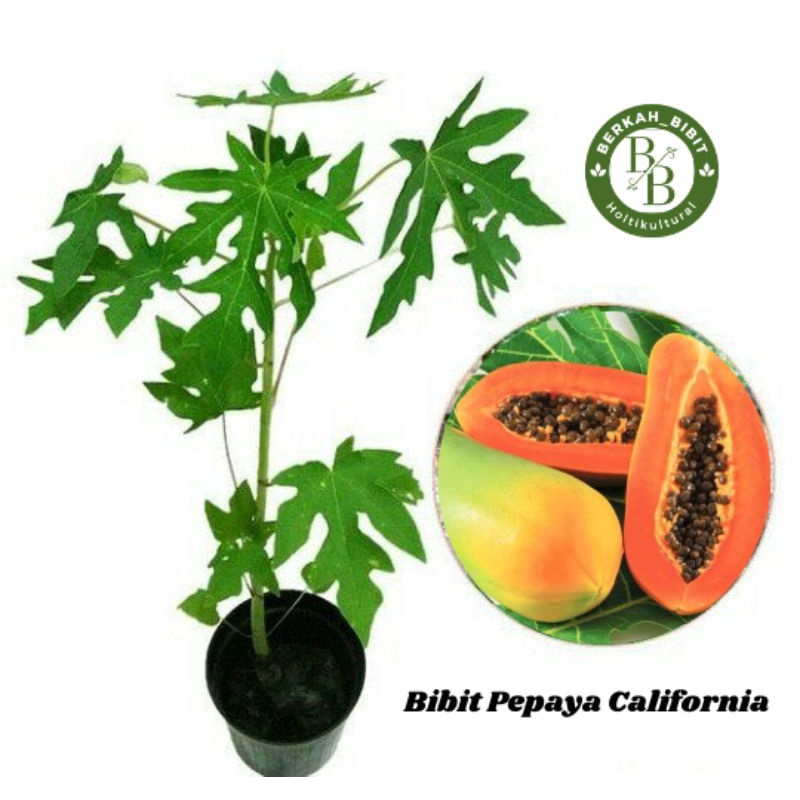Bibit pepaya California super