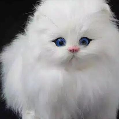 Boneka Kucing 3d Bisa Bersuara Mirip Asli