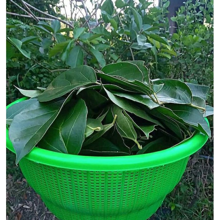 

daun cincau herbal