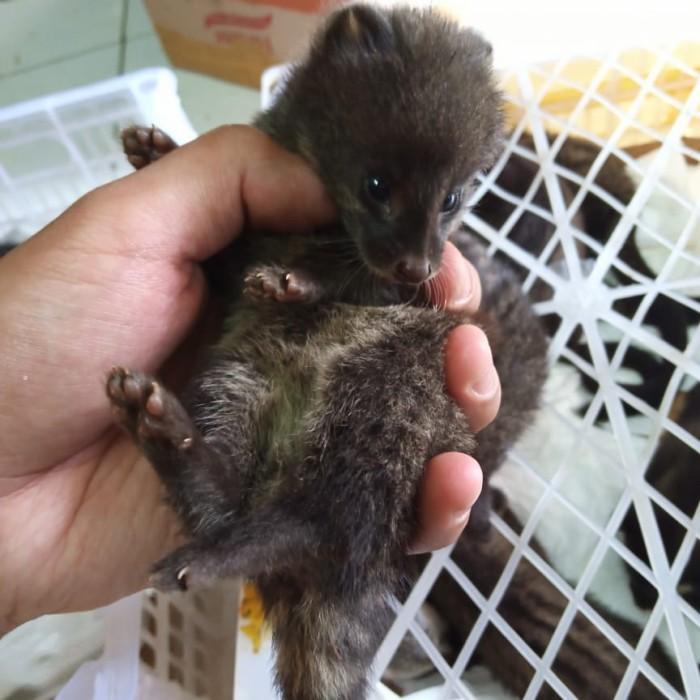 Best Seller Musang Rase Melek Spet / Merem Spet